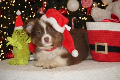 Les chiots de Berger Australien