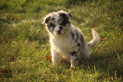 Les chiots de Berger Australien