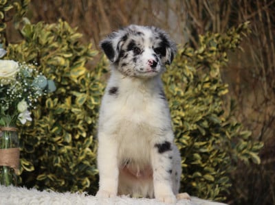 Les chiots de Berger Australien