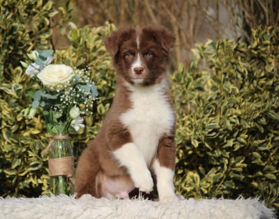 Les chiots de Berger Australien