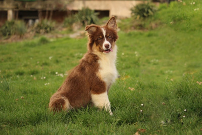 Les chiots de Berger Australien