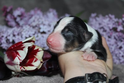 Les chiots de Berger Australien