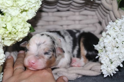 Les chiots de Berger Australien