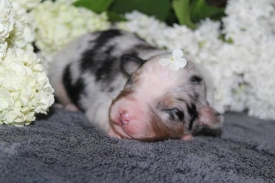 Les chiots de Berger Australien