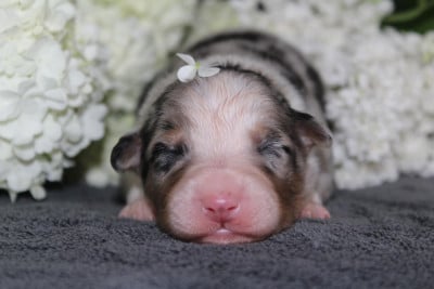 Les chiots de Berger Australien