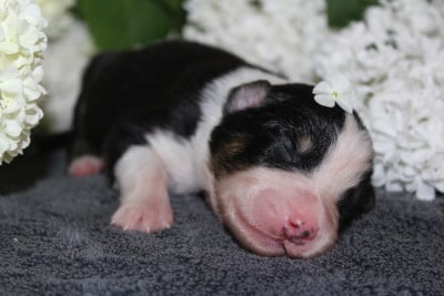 Les chiots de Berger Australien