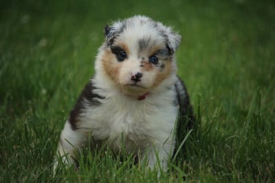 Les chiots de Berger Australien