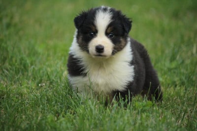 Les chiots de Berger Australien