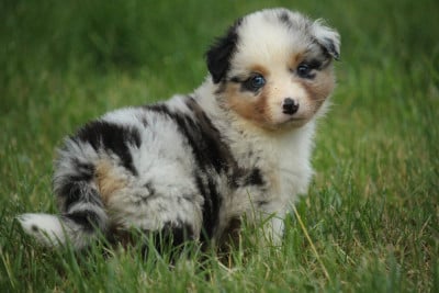 Les chiots de Berger Australien