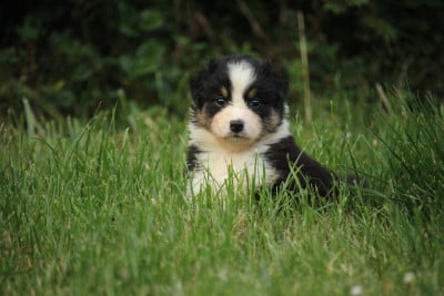Les chiots de Berger Australien