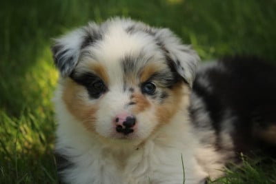 Les chiots de Berger Australien