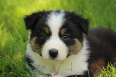 Les chiots de Berger Australien