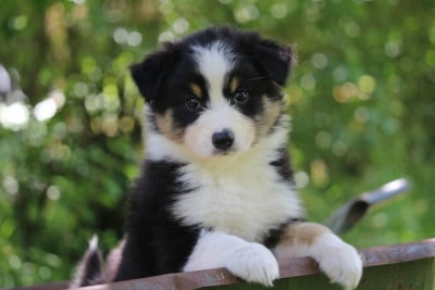 Les chiots de Berger Australien