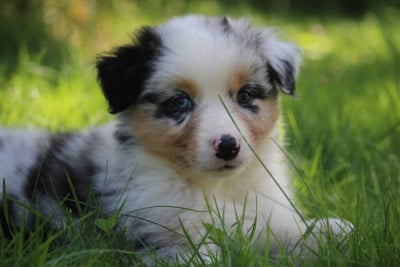 Les chiots de Berger Australien