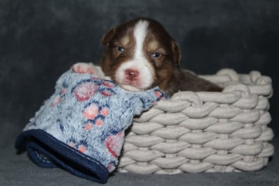 Les chiots de Berger Australien