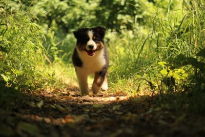 Les chiots de Berger Australien