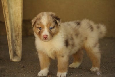 Les chiots de Berger Australien