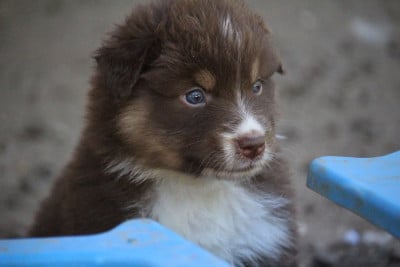 Les chiots de Berger Australien