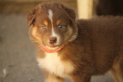 Les chiots de Berger Australien