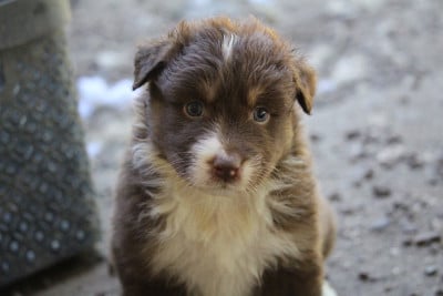 Les chiots de Berger Australien