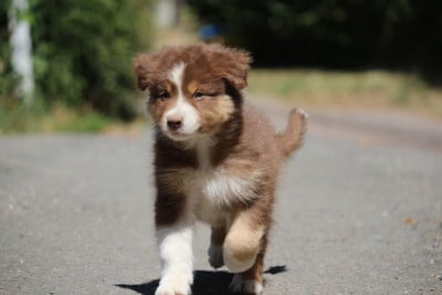 Les chiots de Berger Australien
