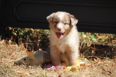 Les chiots de Berger Australien