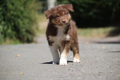 Les chiots de Berger Australien