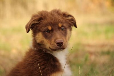 Les chiots de Berger Australien