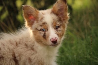 Les chiots de Berger Australien
