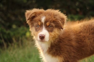 Les chiots de Berger Australien