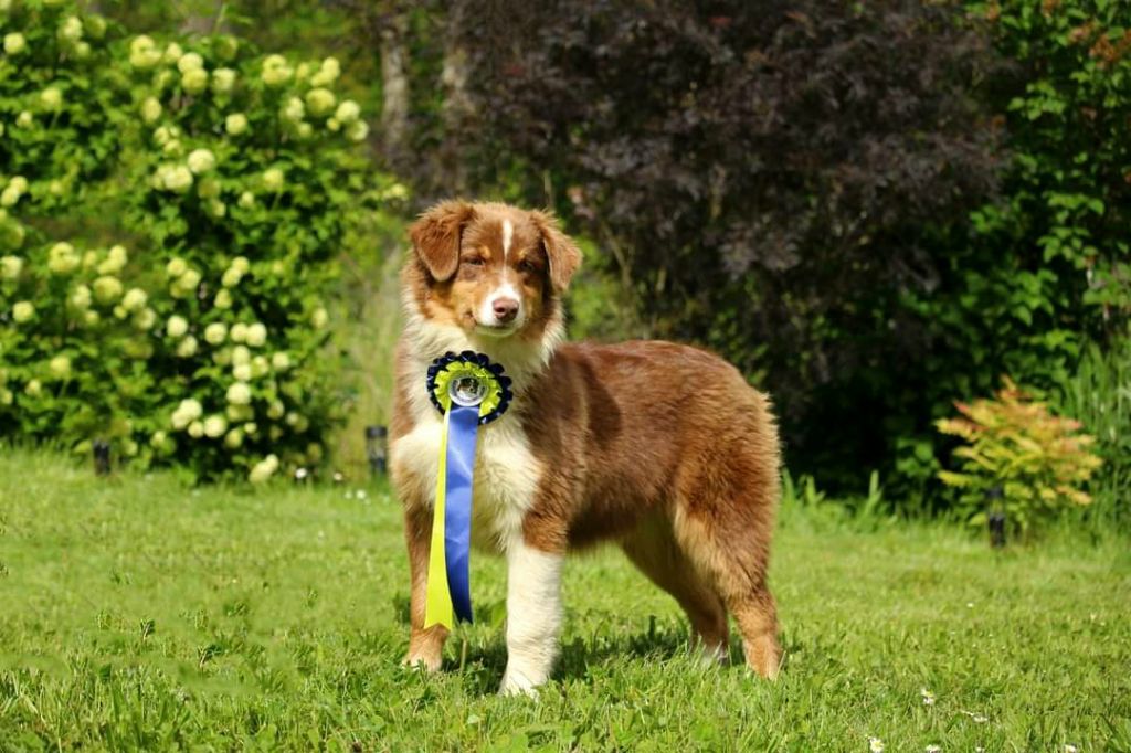 Ultimate hope edition Of The Lion City - 2ème Très prometteur