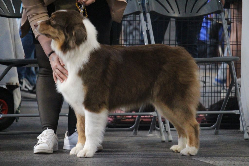 Ultimate hope edition Of The Lion City - 3ème EXCELLENT