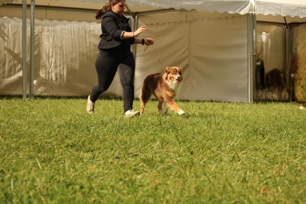 Ultimate hope edition Of The Lion City - 3ème Très Prometteur