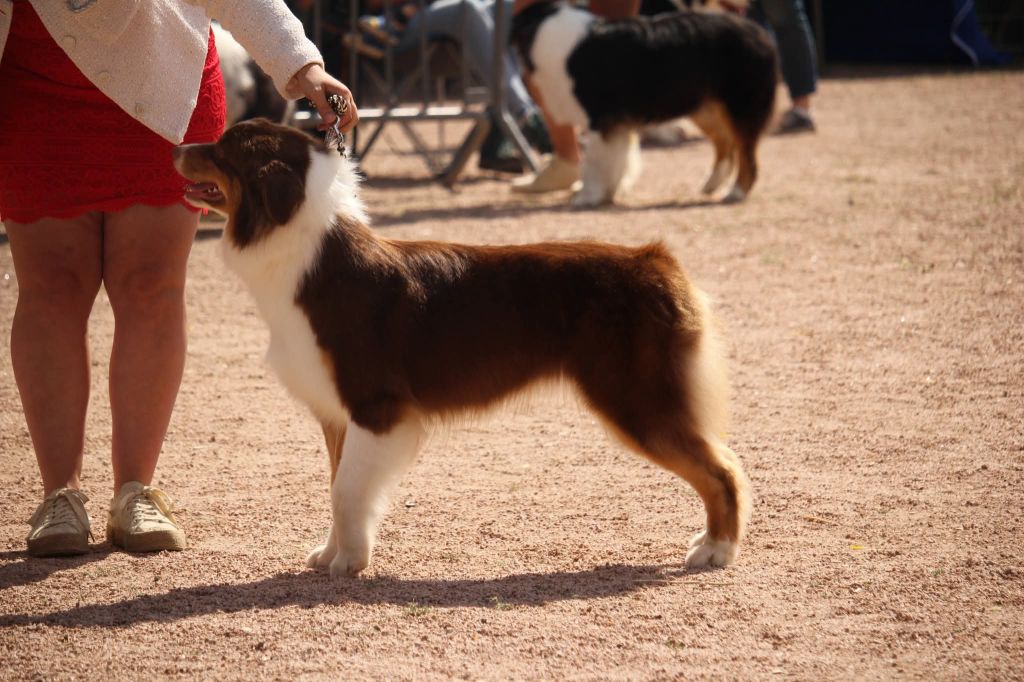 Ultimate hope edition Of The Lion City - 4ème Excellent