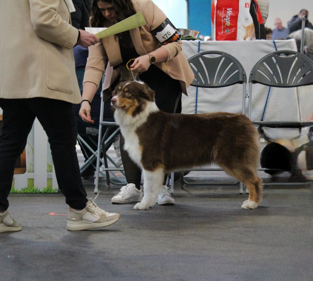 Ultimate hope edition Of The Lion City - 1ere Excellent / J-CACIB / MEILLEUR JEUNE DE RACE