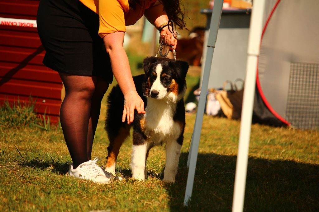 Valentine's day De La Tour Brune - 3éme TRES PROMETTEUR