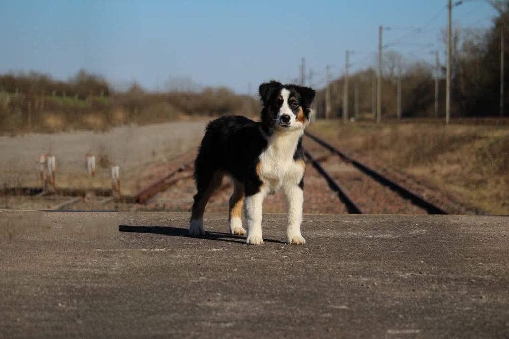 Valentine's day De La Tour Brune - TRÈS PROMETTEUR