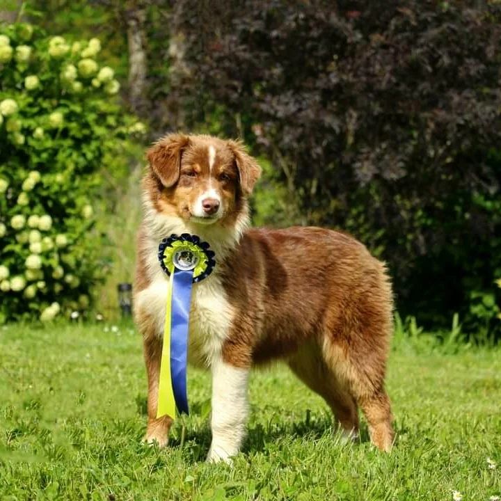 Ultimate hope edition Of The Lion City - TRÈS PROMETTEUR