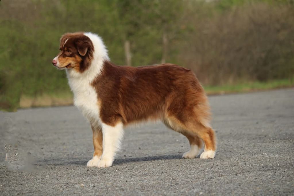 Ultimate hope edition Of The Lion City - Excellent NC