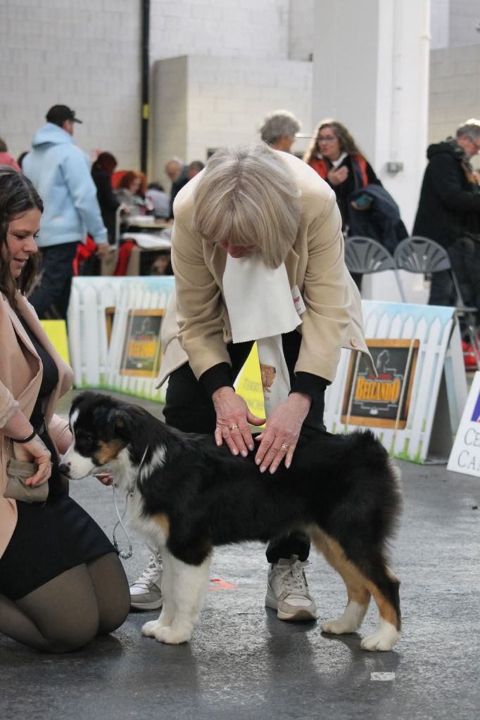 Valentine's day De La Tour Brune - 1ere Très Prometteur