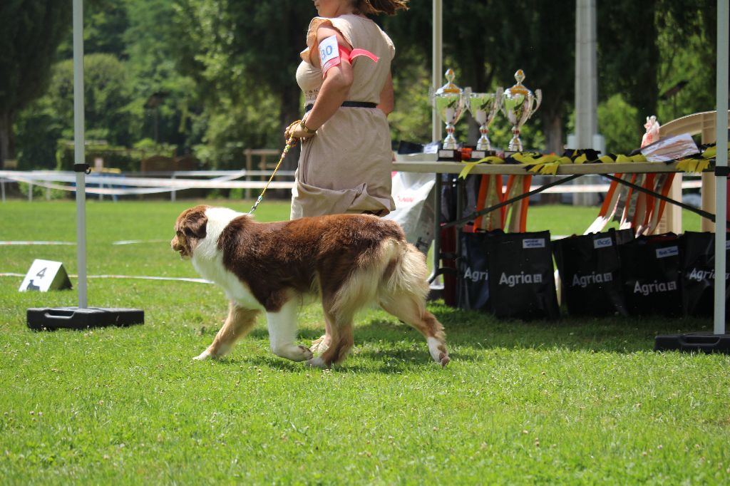 Ultimate hope edition Of The Lion City - 1ere EXC