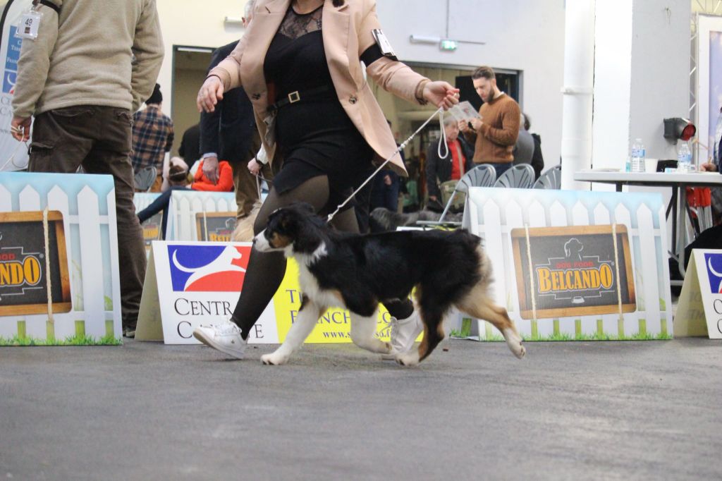 Valentine's day De La Tour Brune - 2ème Très prometteur