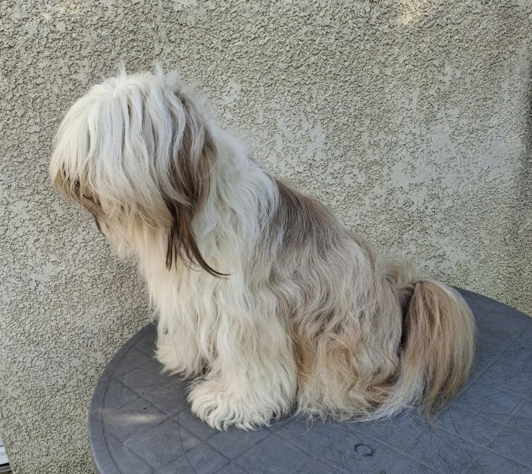 U-tsang bodhi tibetan dream