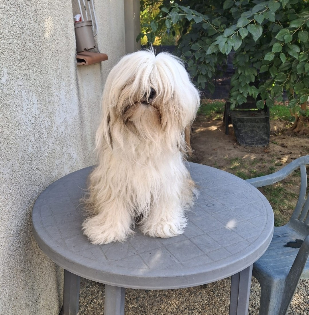 U-tsang bodhi tibetan dream