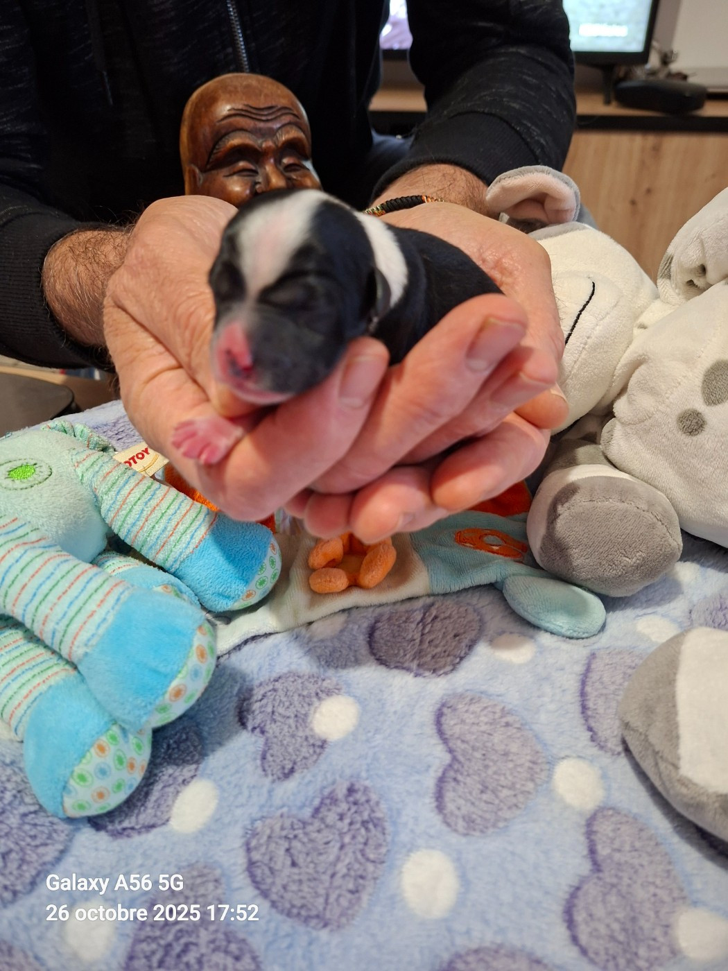 A Beautiful Nam-Kha dit Ares