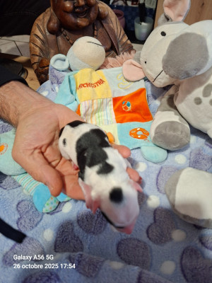 Les chiots de Terrier Tibetain