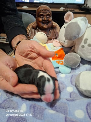 Les chiots de Terrier Tibetain