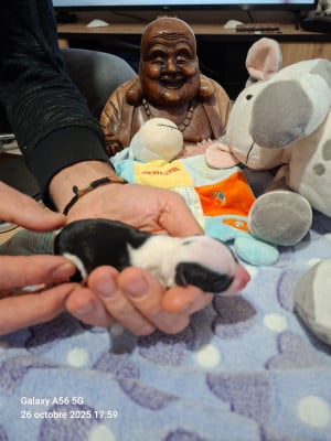 Les chiots de Terrier Tibetain