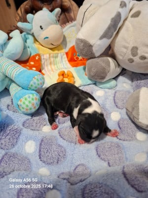 Les chiots de Terrier Tibetain