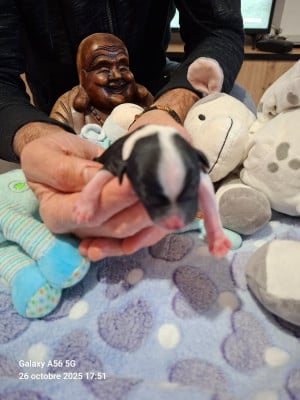 Les chiots de Terrier Tibetain